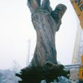 The Tree of Life being moved, 1978